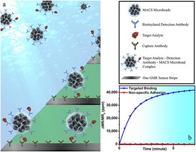 Detection of Influenza a Virus in Swine Nasal Swab Samples With a Wash-Free Magnetic Bioassay and a Handheld <mark class="highlighted">Giant Magnetoresistance</mark> Sensing System